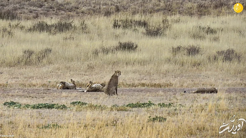 (ویدئو) (ویدئو)